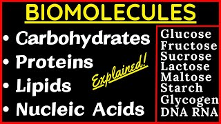 Biomolecules Carbohydrate Glucose Sucrose Protein Nucleic Acid DNA RNA Lipid Cholesterol Steroid Fat [upl. by Nnaytsirk207]