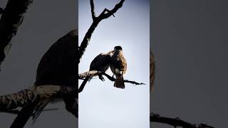 Burung kutilang sejoli bermesraa nature pypシviral fbreelsfypシ゚viralシ birds [upl. by Nett332]