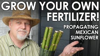 How to Grow Your Own Fertilizer  Mexican Sunflower Propagation  Black Gumbo [upl. by Nohsram]