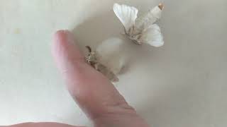 Silkworm Moth Bombyx mori Mating Behavior [upl. by Rosol]