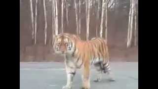 Tiger Attacks Cars in Russia RAW VIDEO [upl. by Pump]