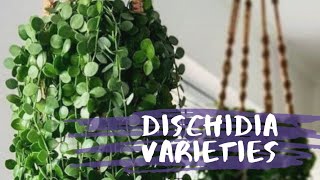 DISCHIDIA PLANTS FOR PLANT LOVERS🍃 [upl. by Hsejar]