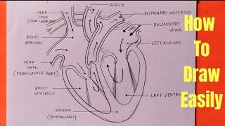 human heart कैसे बनाएं साधारण तरीके से class 10 sub sciencedrawing Science humanheart [upl. by Ys852]