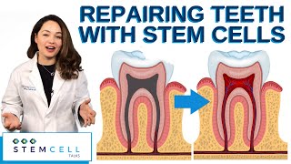 Repairing Teeth With Stem Cells [upl. by Phail348]