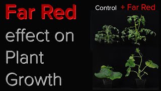 What effect does Far Red have on plant growth  Should we add Far Red to grow light spectrum [upl. by Armalla]