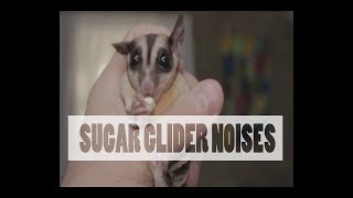 Sugar Glider Noises  PART ONE [upl. by Nalad]