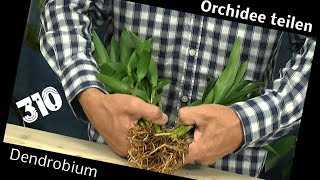 Orchidee teilen Dendrobium Berry Oda retten [upl. by Darwen439]