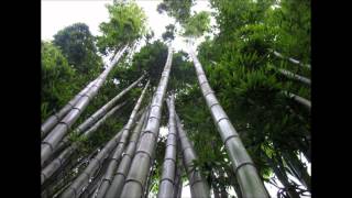 Les Brown Chinese Bamboo Tree Story [upl. by Maribelle]