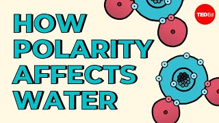 How polarity makes water behave strangely  Christina Kleinberg [upl. by Ermine353]