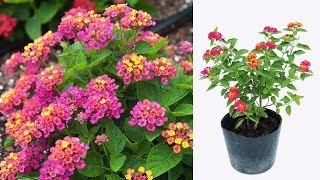 Tips for propagating Lantana camara from cuttings  growing lantana from cuttings [upl. by Satterfield]