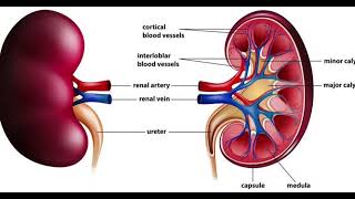 Acute Kidney Injury Ciwon Ƙoda 1 [upl. by Aynuat]