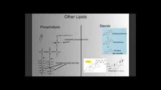 Biomolecules Part 1 Intro Carbohydrates and Lipids [upl. by Susanetta]