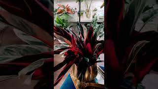 Calathea  prayer plant  the gorgeous Stromanthe Triostar [upl. by Ennywg]