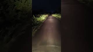 Nightjar was found on the road while traveling at dawn naturebird1 [upl. by Arnold626]