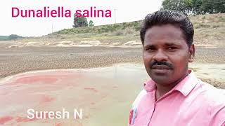 Dunaliella salinaSalt tolerancepinkish red lakesalt lakescarotenoidsVitamin AampB12Suresh N [upl. by Yblocaj]