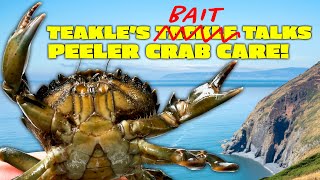 Teakles Bait Talks Peeler Crab Management For Beginners [upl. by Polloch673]