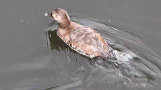 beautiful Pochard pochards rspb birdlovers birdphotography birdwatchers binoculars bto reed [upl. by Nawoj793]