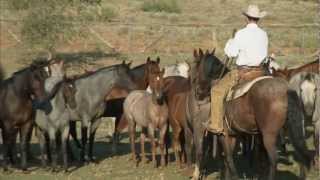 Tongue River Ranch  American Quarter Horse Program [upl. by Rosaline]