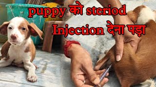 Puppy को Steroid Injection देना पड़ा  Puppy ko khada kaise kare  Dogs ko Injection kaise de [upl. by Eniron]