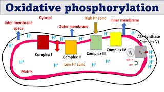 Oxidative phosphorylation  ATP synthesis in mitochondria [upl. by Adan321]