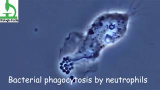 Amazing video  Bacterial Phagocytosis by Macrophages and Neutrophils [upl. by Andrel]