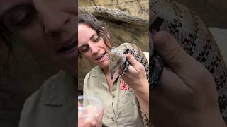 Blue tongue skink 🤣🙌🏻 [upl. by Eesdnil]