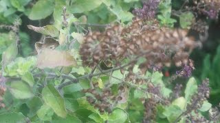 TULASHI Ocimum tenuiflorum Flower Plant Nature Seed Video Youtube YoutubeVideo YTStudio [upl. by Secrest788]