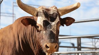 PBR Legend Bushwacker [upl. by Digdirb]