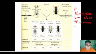 Studying Gene Linkage in Fruit Flies Part 1 [upl. by Meggie]