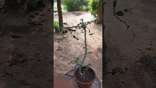 Streblus Asper Styling viralvideo garden bonsai bonsaitree [upl. by Moishe]