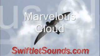 Swiftlet Sound  Marvelous Cloud External Sound [upl. by Crooks978]