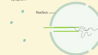 mRNA Processing [upl. by Aicilehp446]