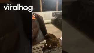 Cougar Spotted Prowling Around House  ViralHog [upl. by Elleina398]