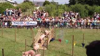 course de cochons [upl. by Juliane]