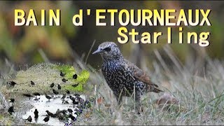 ETOURNEAUX bain en groupe  Starlings [upl. by Jeffery]