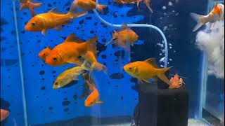 Online Fish Shopping in India bunnycartcom bunnycartin Shrimp amp Planttrending viral short 370 [upl. by Semaj]