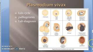 Parasitology 075 b Plasmodium Malaria Apicomplexa vivax falciparum tertian host moquito vector [upl. by Saks]