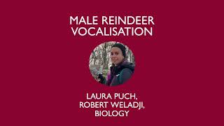 Male reindeer vocalisation offer cues to potential mates [upl. by Ennyrb]