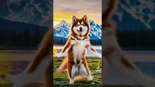 Jump to the rhythm dog puppy siberianhusky pets dogslife cute siberianhuskey husky [upl. by Swarts]