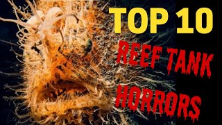 Reef Tank Horrors Top 10 Scary Creatures in the Reefing Hobby [upl. by Aneliram]