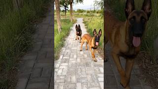 Belgian Malinois training dog malinois becgiegermanshepherd chó pets dog 02 [upl. by Dunstan]