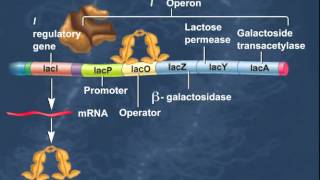 The Lac Operon Induction of Genes HD Animation [upl. by Aronal]