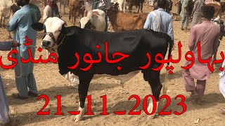 Bahawalpur Cow Mandi Latest Updates 21112023 [upl. by Bortz]