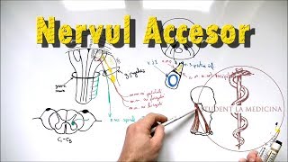 Nervul ACCESOR [upl. by Chelsea]