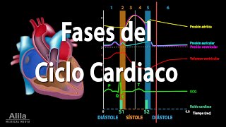 Fases del Ciclo Cardiaco y el Esquema de Wiggers Animación Alila Medical Media Español [upl. by Campball]