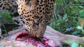 Leopard Feast Watch As Majestic Male Devours A Kudu [upl. by Eseuqcaj]