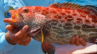 Yellowfin Grouper Fishing in Key West FL  Not a Strawberry Grouper [upl. by Conlon]