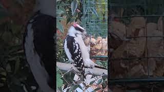 Americas Smallest Woodpecker Downy nature birds downywoodpecker [upl. by Simeon]