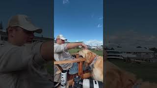 This is your sign to bring the dog dogshorts goldenretriever puppy dogs puppies funnyvideos [upl. by Kehr]