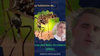 Fiebre del Nilo Occidental  VNO vídeo COMPLETO httpsyoutubeigLdNn8sfEosiOFpN7nK7iOP8oef [upl. by Raffaj]